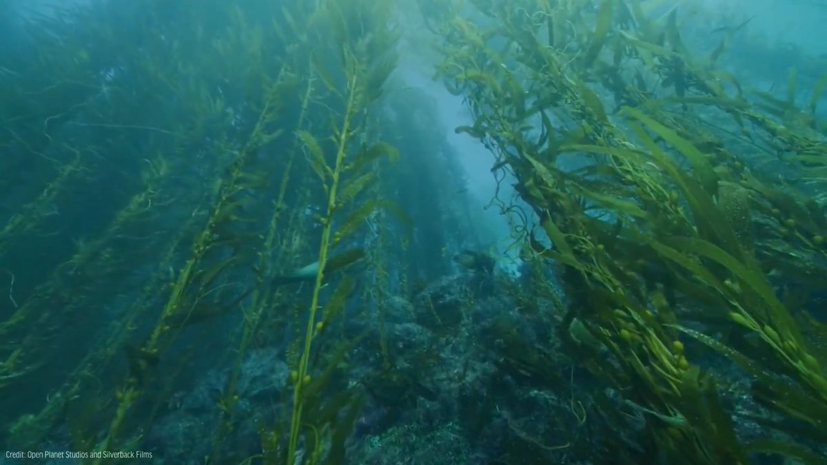 #DIDYOUKNOW: Kelp forests reach heights of 175 feet and are home to thousands of species. And that's not all — kelp and other marine algae can capture and store carbon dioxide, making these ecosystems vital to the fight against climate change. 🌿 ✨