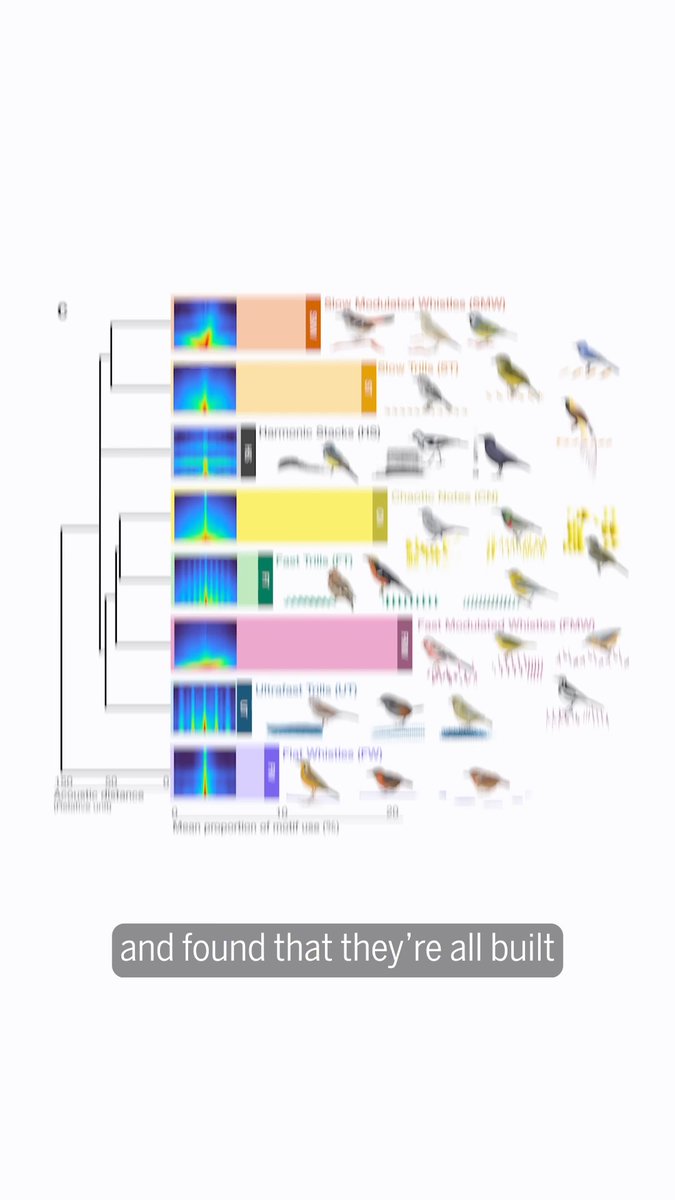 A new analysis in Science of more than 116,000 bird songs has revealed that the astonishing variety of passerine birdsong is built from just eight basic acoustic motifs, like trills, whistles, and harmonic notes. The findings also reveal that local environments greatly shape how birds communicate around the world. Learn more:
