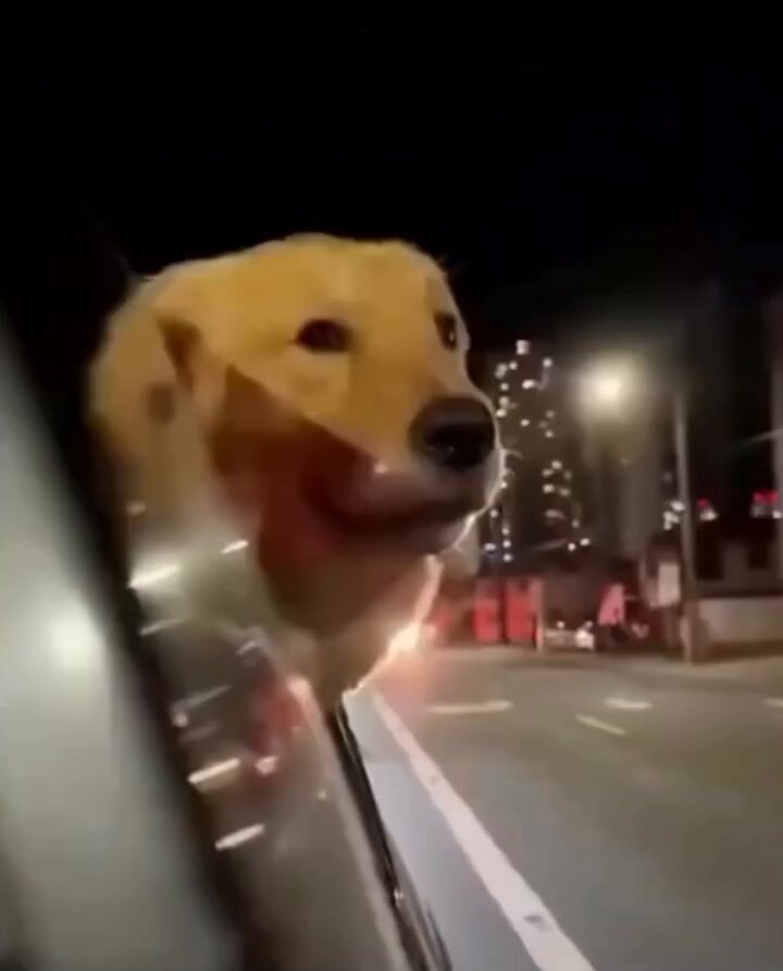 Adorable moment a dog experienced a siren for the first time and amazingly joining the howl