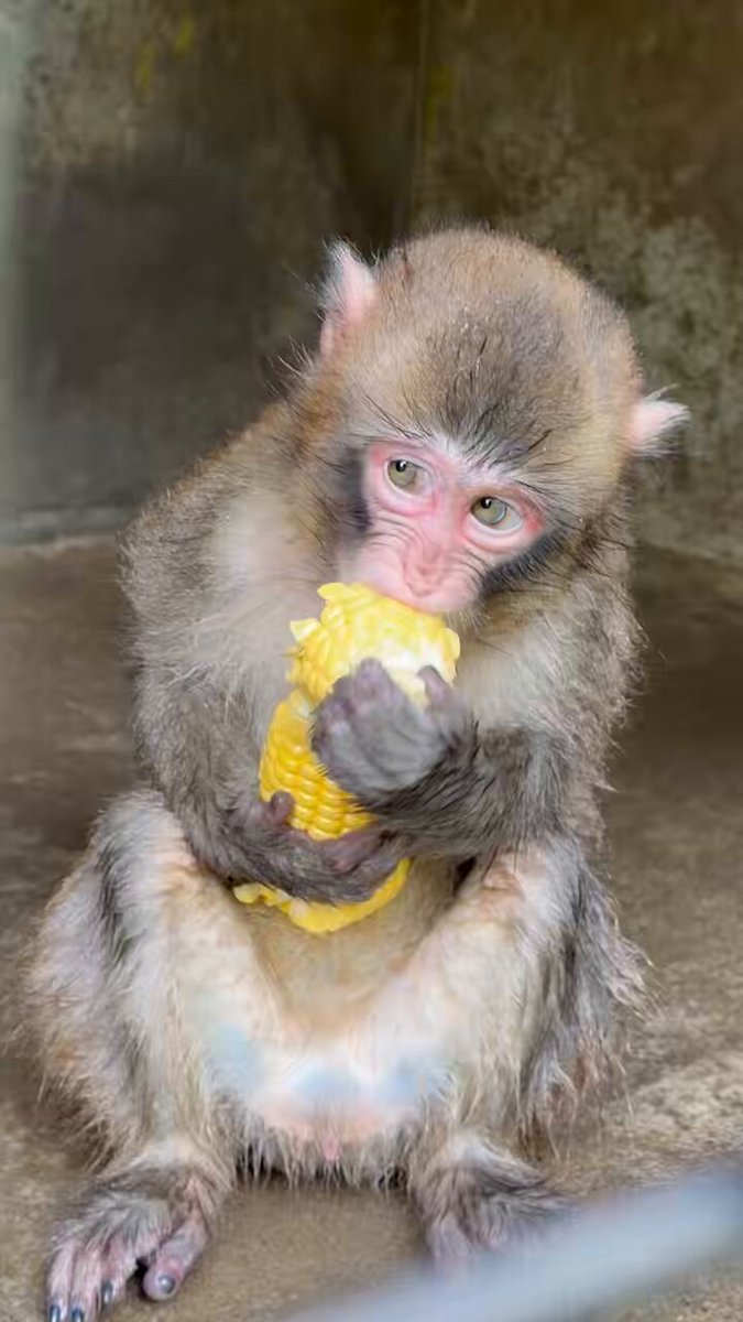 頂いたとうもろこしを大事そうに抱えて頬張るモン次🐵 #ニホンザル #とうもろこし #動物園 #japanesemacaque #zoo