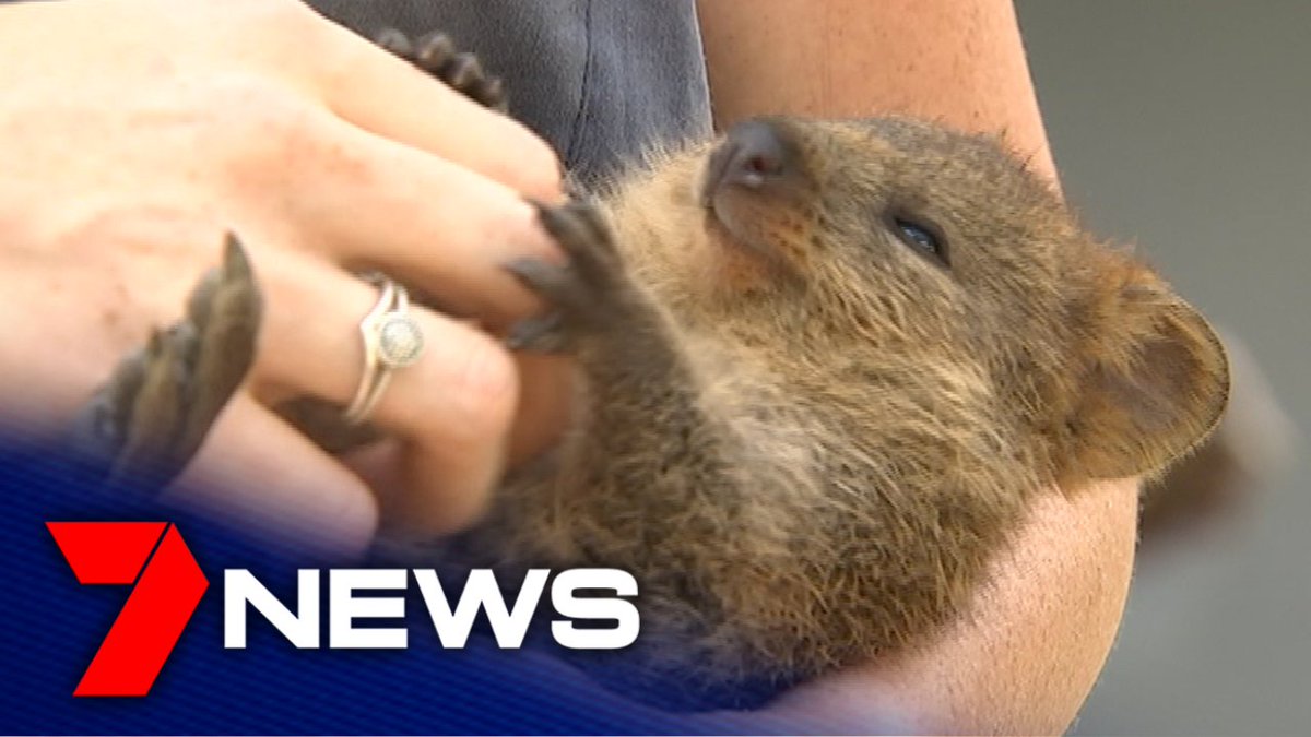 オーストラリア北東部にある野生動物公園 Kuranda Koala Garden で、フィズという名前の小さなクオッカの子供が、飼育員さんの腕に抱かれ指でお腹を撫でられて、心地よさそうな表情を浮かべる場面