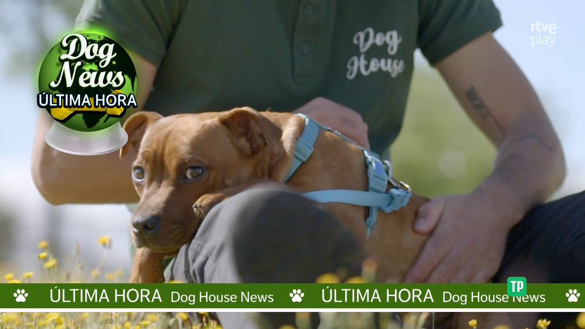 ¡AVISO! El nuevo programa de 'Dog House' podría robarte el corazón Este martes 18 de agosto, después de 'Viaje al El centro de la tele' en La 1 y RTVE Play