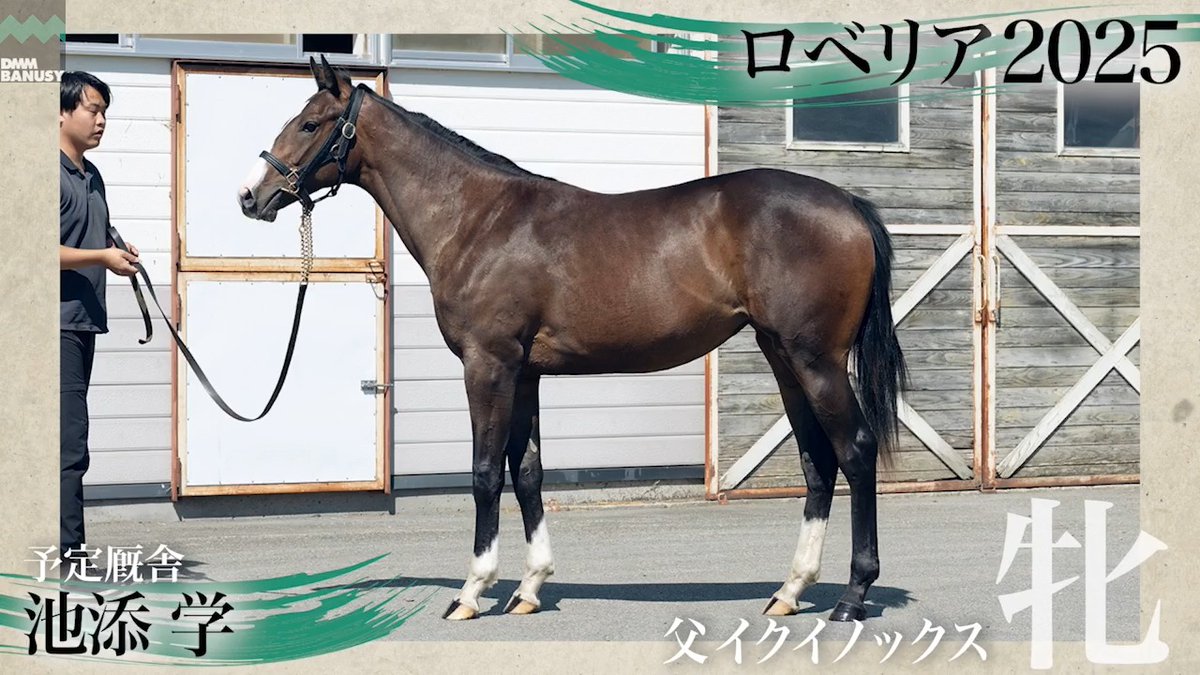 DMMバヌーシー2026年度2期募集馬 8月27日(木) 18時 1次募集開始 ロベリア2025(牝.1歳) 父 イクイノックス 生産 辻牧場 厩舎 池添学/関西 募集総額 2900万円/ 2000口 一口金額(一括) 14500円 一口金額(分割) 3630円(4回) 20%キャッシュバック 2900円