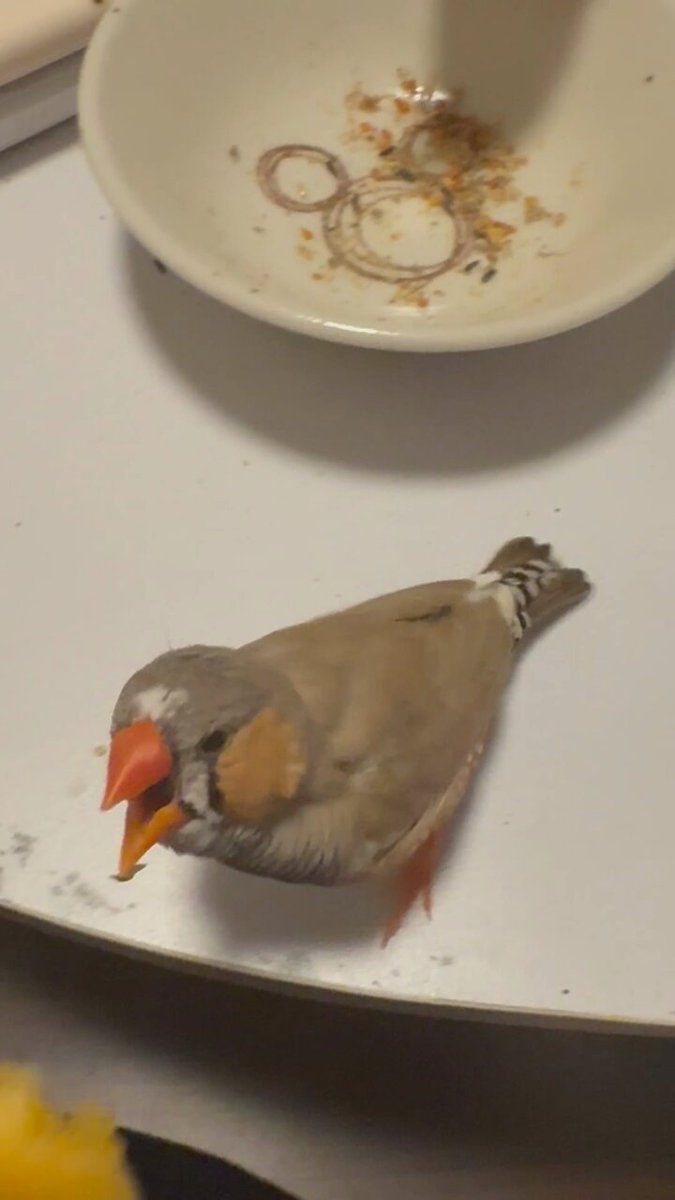 コリンキーという、人間も生で食べられる珍しいカボチャをゲットしたので小鳥達にも🐤🐤 この赤ちゃんたち！
