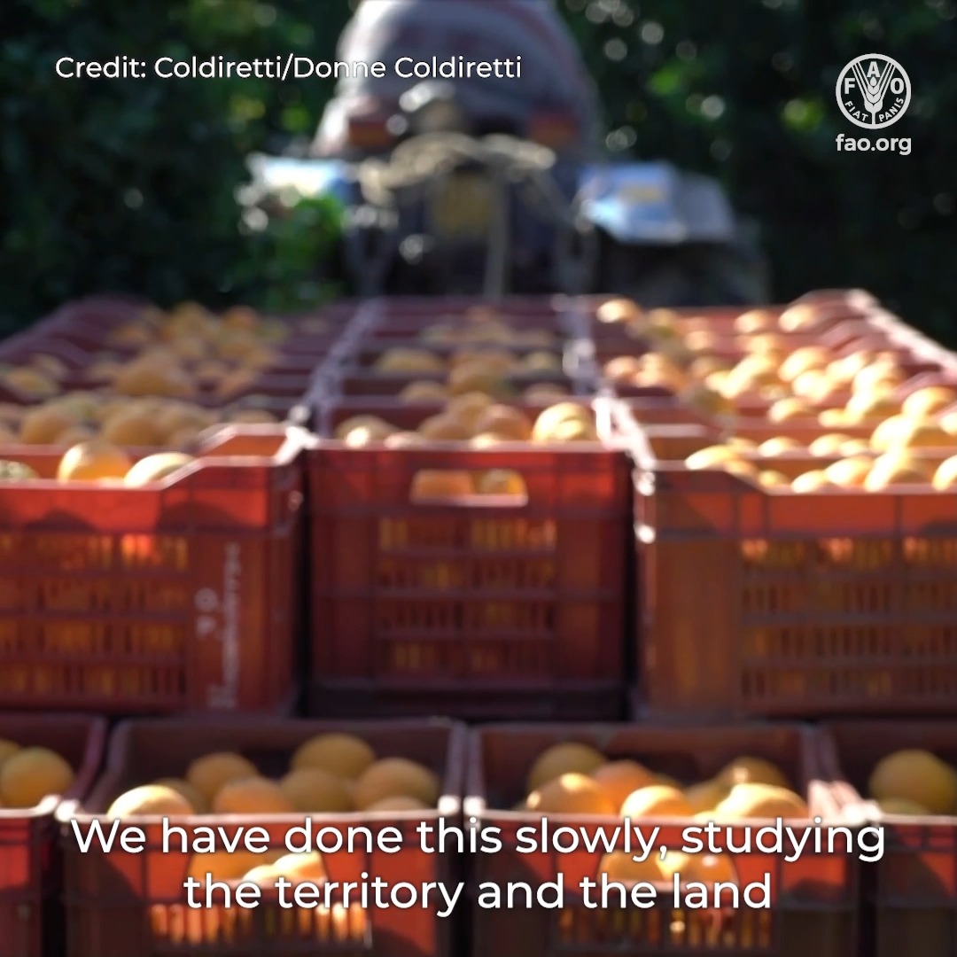 "Women today are marked by strength and energy. We are women who will never give up." 🍊 Monica Solarino, a citrus producer from Sicily, shares a powerful message celebrating the strength and resilience of women farmers. #YearOfTheWomanFarmer #IYWF2026