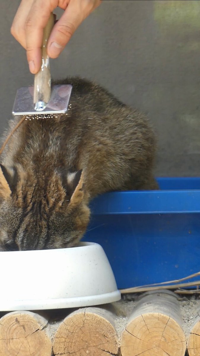 一日の終わりにキイチくん 担「毛づくろい手伝うね」 キ「シャーッ!!」 #ツシマヤマネコ #京都市動物園