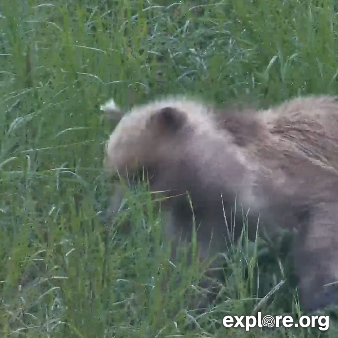 Poor 901's cub still has porcupine quills in the paw! Mom is taking good care of them.