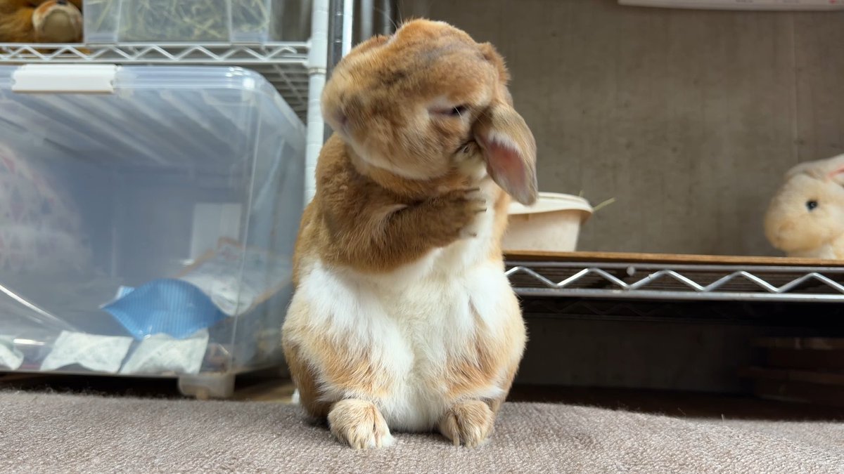 念入りにオシャレして、これから夜遊びに出かけるウサギ。。。
