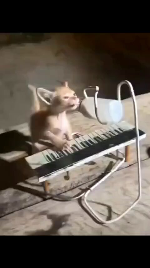 Domingo de video matutino de gatos
