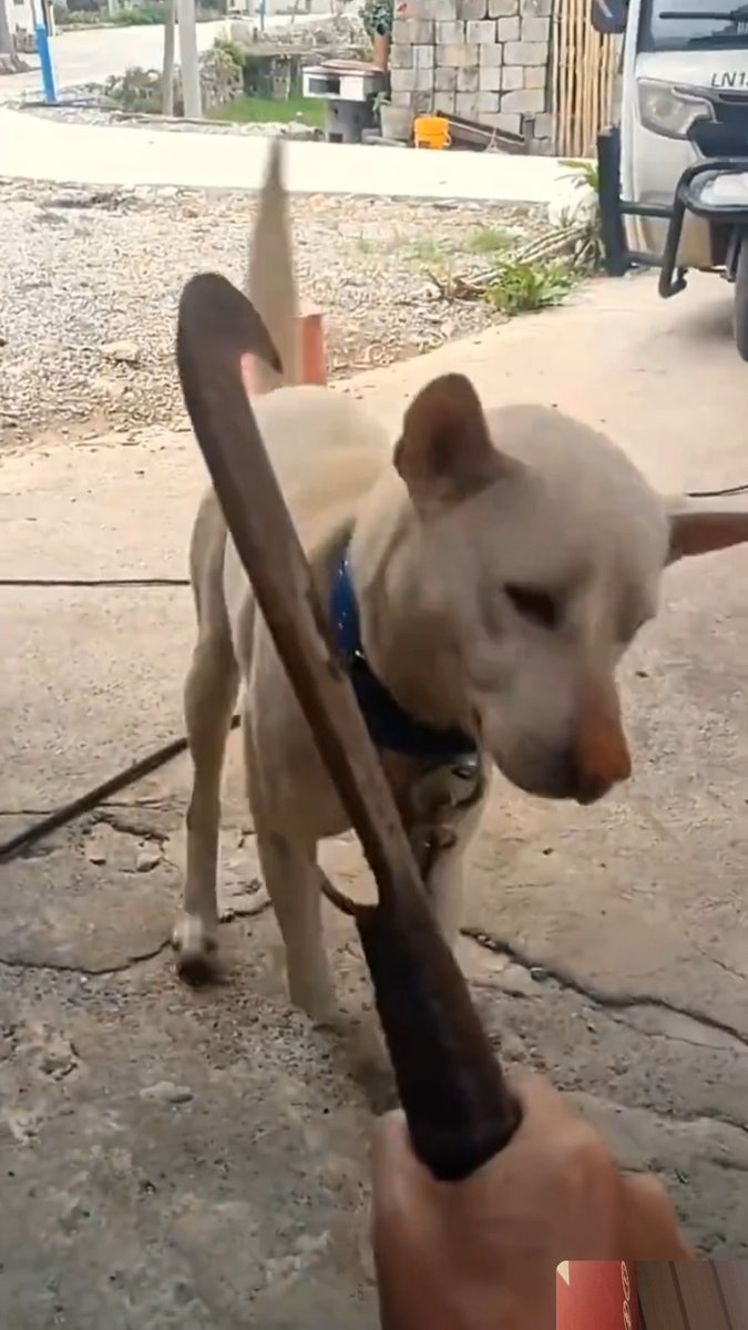 OMG😱😱😱why dogs is so dramatic😱😱😱😱😱
