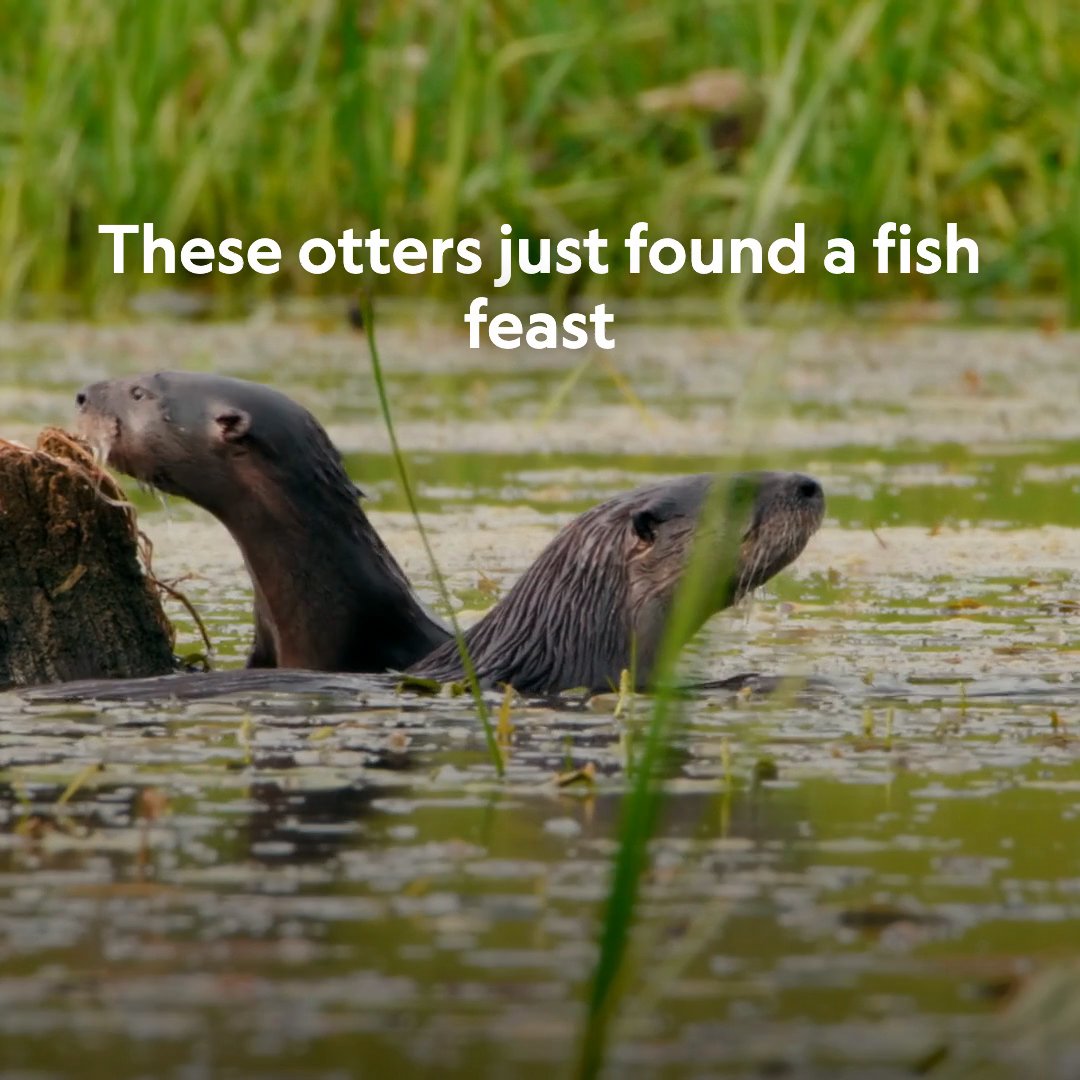 A pond flooded by a beaver dam provides a prime fishy feast for an otter family—fortunately, there's no conflict of interest between these aquatic mammals. #AmericasNationalParks is now streaming on Disney+