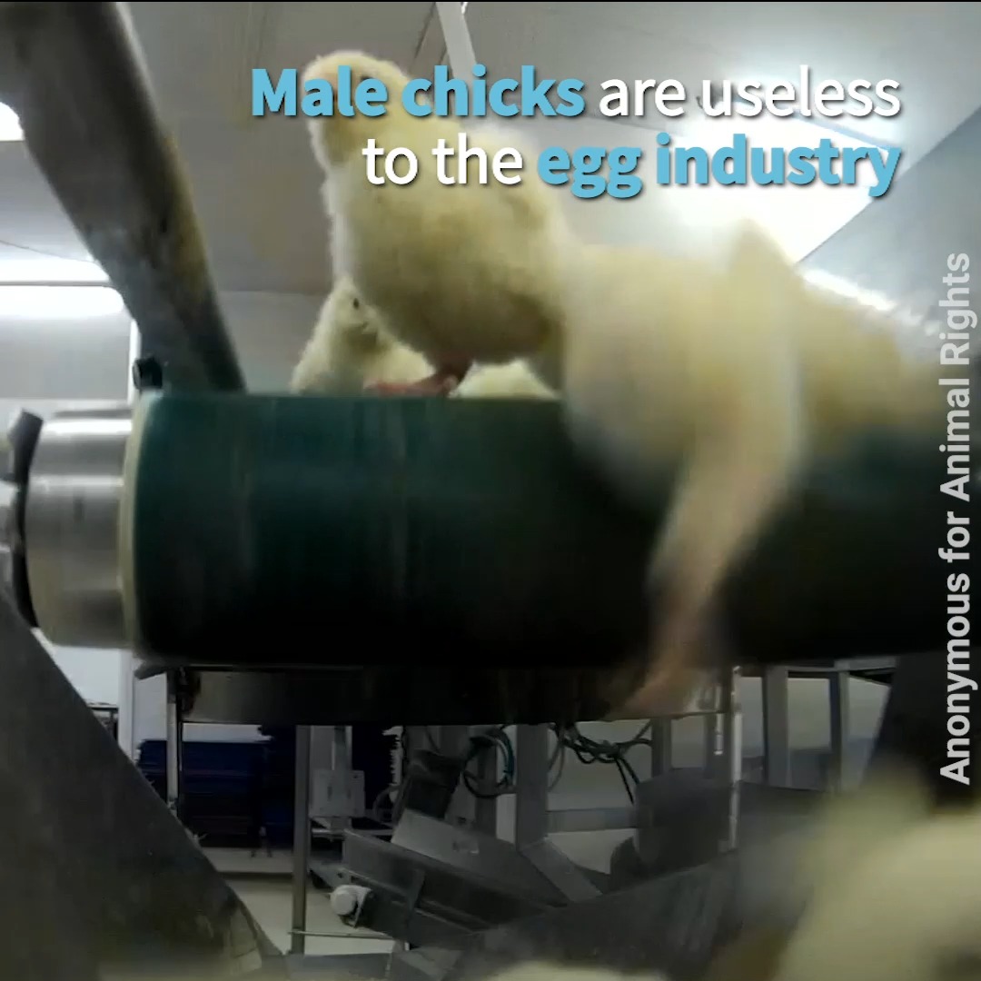 The real price of eggs 🥚