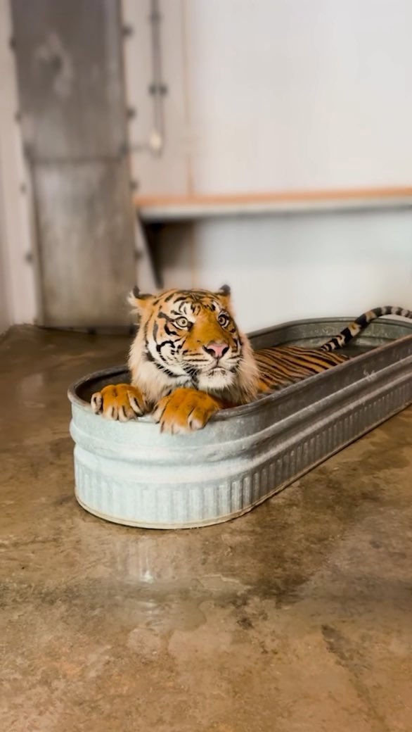 Splish, splash! Rakan is taking a bath! 🐅💦 Rakan gets some behind-the-scenes bath enrichment time as his habitat gets a good cleaning! This is part of Rakan’s indoor habitat that is used when he spends time inside away from the main habitat, so keepers find fun ways to provide him with enrichment – like this bath! 📸: Keeper Meg