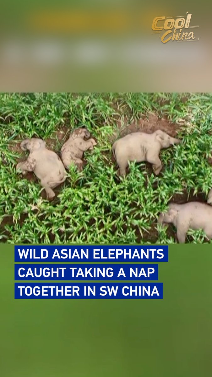 Seven wild Asian elephants were spotted taking a peaceful nap together in a cornfield in Jiangcheng County, Pu'er City, southwest China's Yunnan Province. #CoolChina