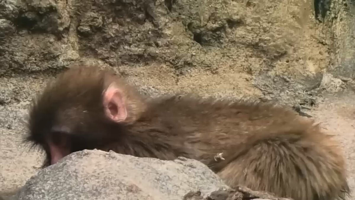 น้องพันช์สะอึก 🐵💭 #市川市動植物園 #がんばれパンチ #Punchi #パンチくん