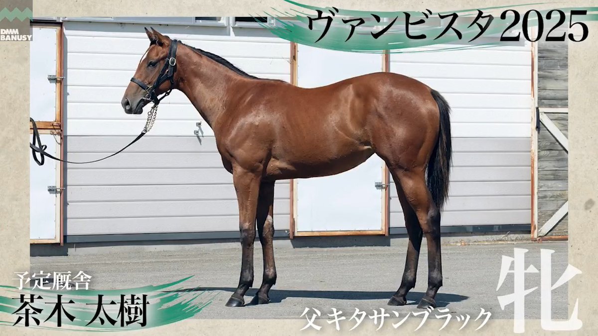 DMMバヌーシー2026年度2期募集馬 8月27日(木) 18時 1次募集開始 ヴァンビスタ2025(牝.1歳) 父 キタサンブラック 生産 辻牧場 厩舎 茶木太樹/関西 募集総額 2900万円/ 2000口 一口金額(一括) 14500円 一口金額(分割) 3630円(4回) 20%キャッシュバック 2900円