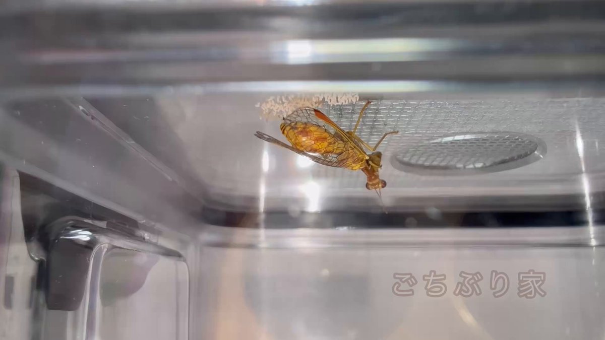 カマキリモドキの産卵 糸になる粘膜を先に伸ばしてから産む様子が わかります #カマキリモドキ #産卵 #ごちぶり家 #クモの卵嚢を探さなくては