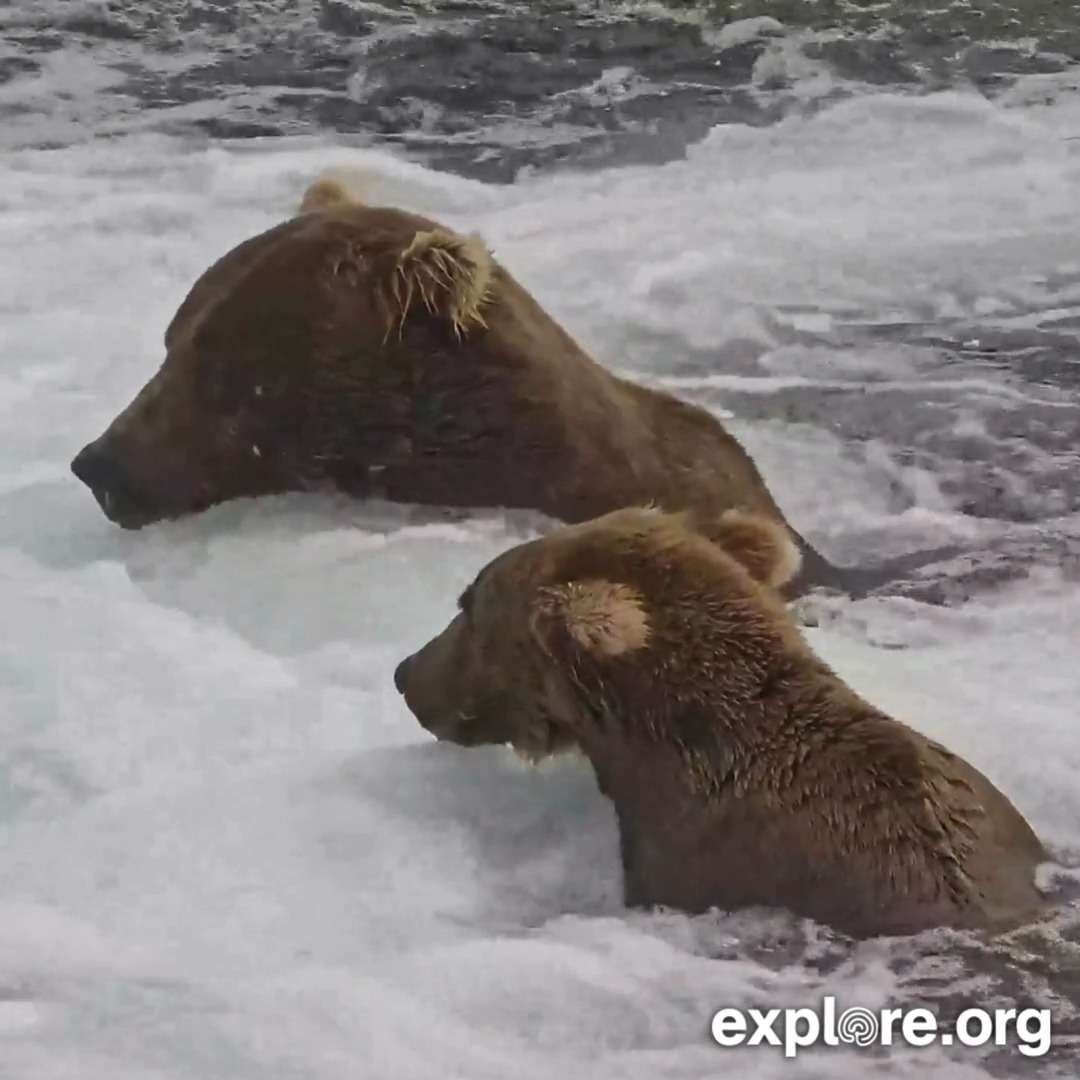 Bucky Dent and bear 909 tolerate close fishing quarters!