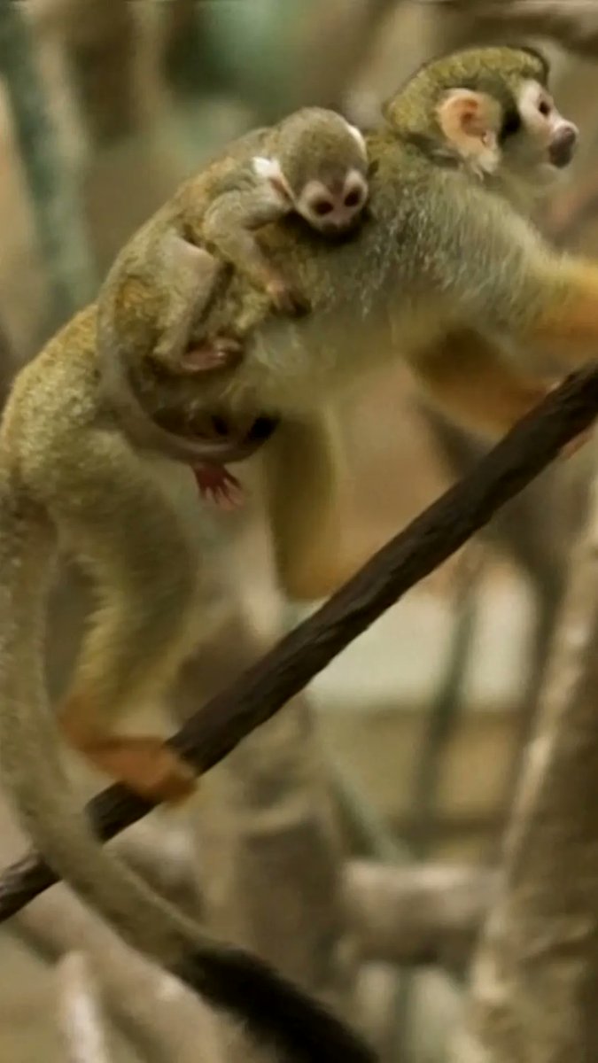 The newest baby squirrel monkey has finally made its debut at Chicago’s Brookfield Zoo. The primate was born on July 30 to mother Gizmo and father Sandy.