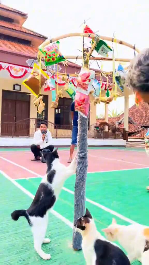 Perayaan kemerdekaan hanya buat para tikus-tikus, kucing hanya kebagian panjat pinang saja