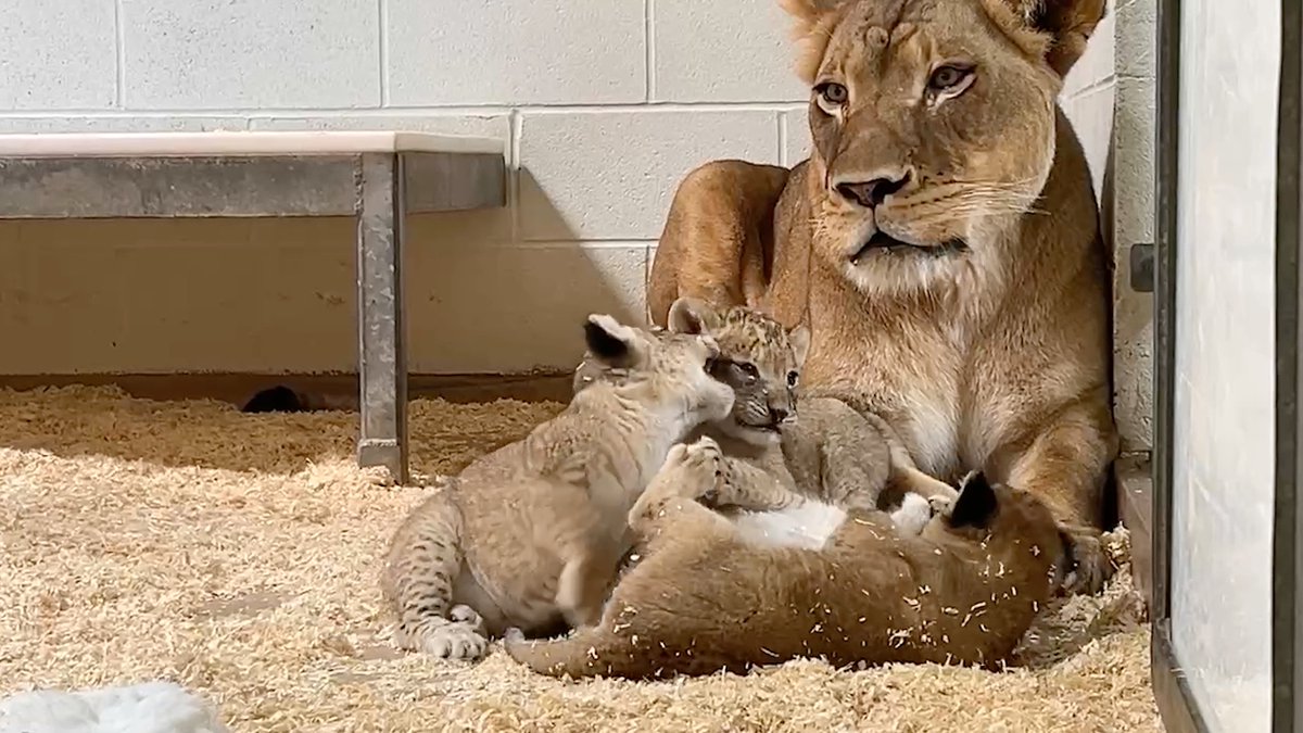 Happy first birthday to our lion cubs Olive, Poppy, Alpine Lily and Guion! 🎂🦁 The birthday celebration looked a little different last week. With one of our cubs, Olive, healing from a toe injury, the cubs stayed together behind the scenes. But that didn’t stop the party! They enjoyed special birthday enrichment and meat popsicles while our four magnificent adult males Kito, Usiku, Bahati, and Jasiri showed up for a special lion demonstration in honor of the occasion. And let's be honest, the first birthday is always really about the parents, right? 👀 🦁 Over the past year these cubs have grown from tiny, wobbly little ones into thriving adolescents, naturally finding independence from mom Araali and hitting every milestone. We've fallen in love with them the whole way. Here's to year one and everything that comes next! 🎉 #LionCubs #AfricanLion #DenverZooConservationAlliance #SavingWildlifeTogether