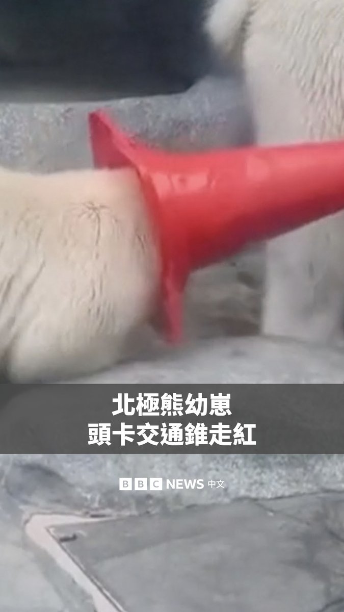 日本秋田县男鹿水族馆GAO的一只北极熊幼崽因酷爱交通锥而在网上走红。它经常把头伸进交通锥里,还会用其戳妈妈的背部。 据馆方介绍,这只8个月大的北极熊幼崽去年12月4日出生,名叫“Momota”。水族馆还发布了一张照片,显示它在一个月内体重增加了25公斤。