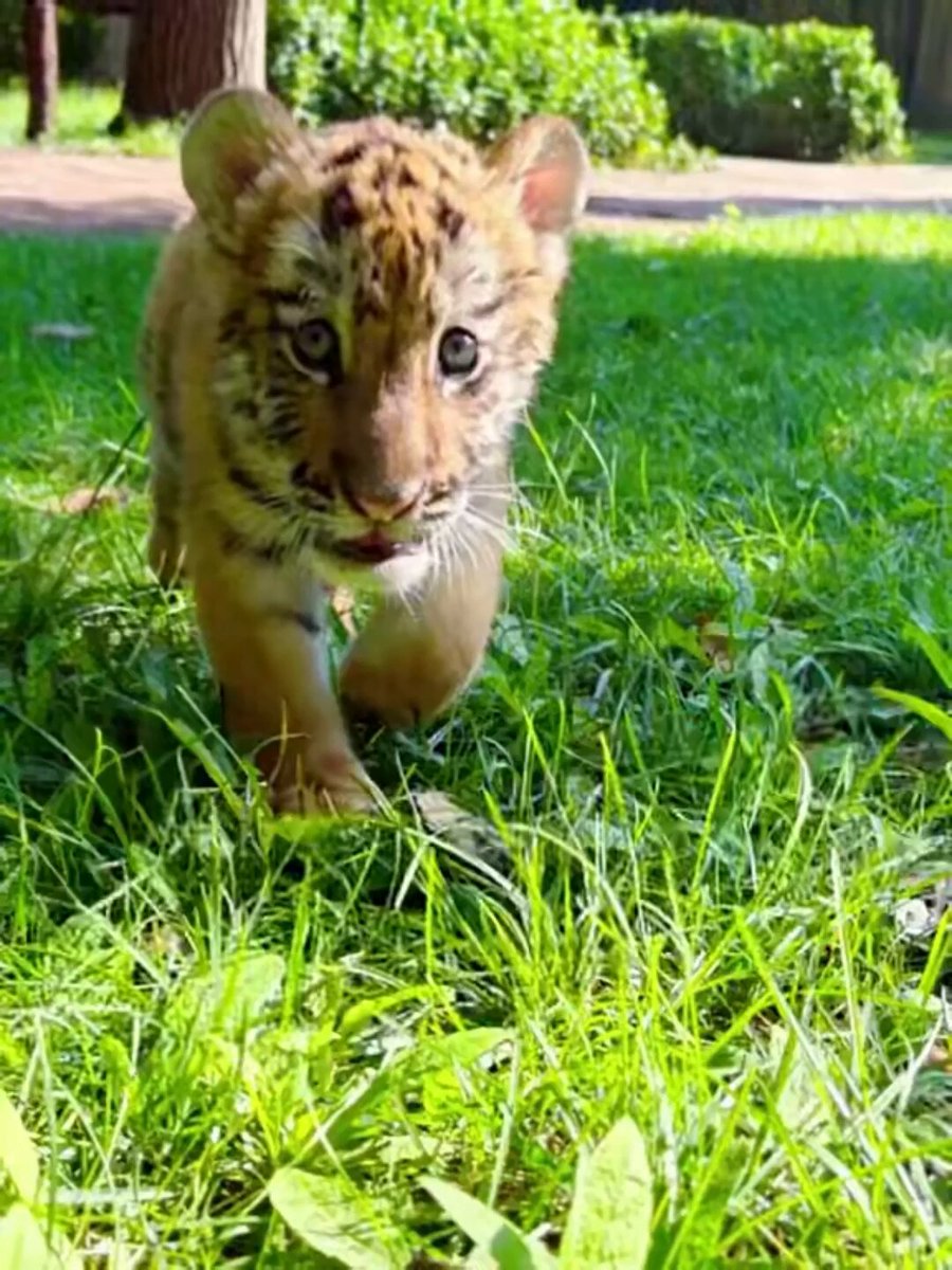 A young tiger has taken its first steps outdoors at Weifang Jinbao Paradise. 🐯 The video captures its curious looks, playful steps and a lighthearted summer moment at the park.