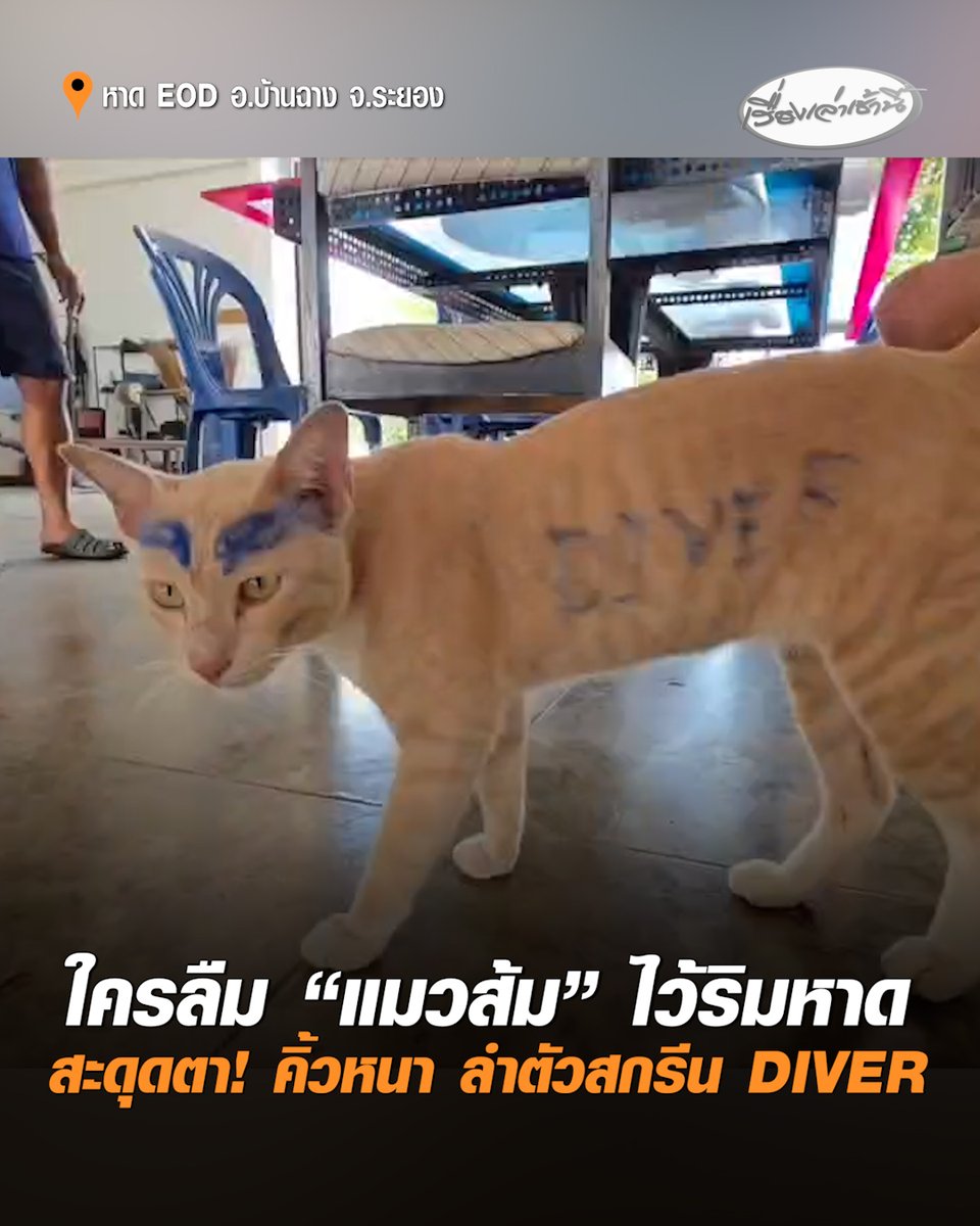 โซเชียลแห่แชร์ตามหาเจ้าของ! นักท่องเที่ยวลืม "น้องแมวส้ม" ไว้ที่หาด EOD บ้านฉาง จ.ระยอง ด้านเจ้าหน้าที่ช่วยดูแล เขียนคิ้วหนา ยันต์สุดจี๊ดกันลืมแมว พร้อมสกรีนข้อความ "DIVER" บนลำตัว #เรื่องเล่าเช้านี้ #ครอบครัวข่าว3 #ข่าวภูมิภาค #ระยอง #แมวส้ม #ตามหาเจ้าของ