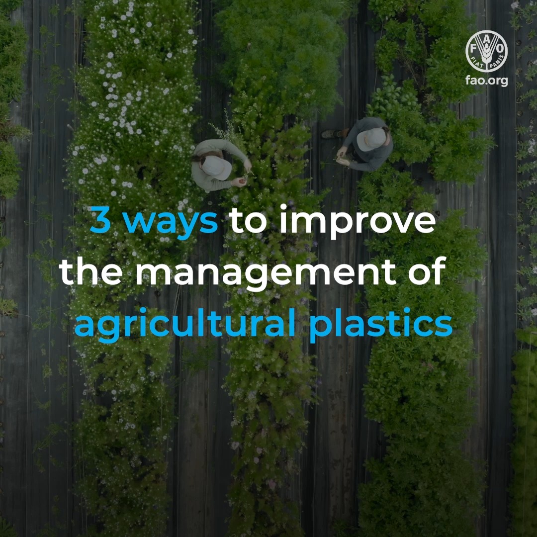 From plastic mulch films to ear tags to greenhouses, plastic products are widely used in agriculture. They often end up abandoned in our soils & aquatic environments, threatening our ecosystems & food security. How we can help #BeatPlasticPollution ⬇️