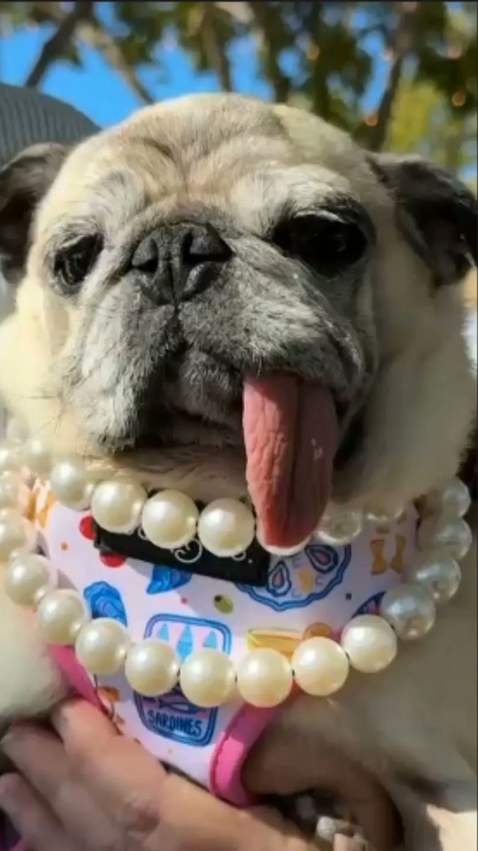 The 50th Annual World’s Ugliest Dog Contest was held at the Sonoma County Fair in Santa Rosa, California, on Friday with contestants from as far away as Poland. Jinny Lu, a Pug rescuee, celebrated winning first place and is owned by Michelle Grady, who received a $5,000 prize.