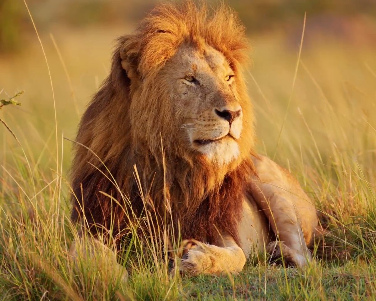 Just another day in the kingdom 🦁 📸: Matthew Williams-Ellis #lion #slomo