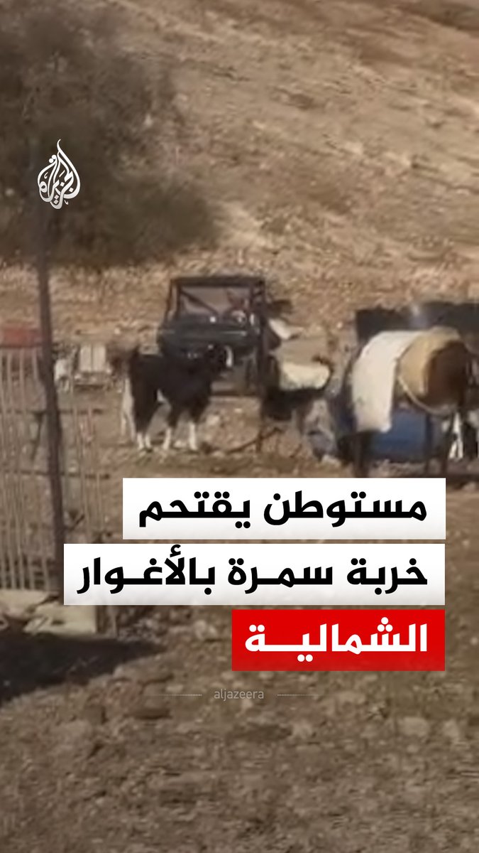 مستوطن إسرائيلي يقتحم بعربة رباعية خربة سمرة بالأغوار الشمالية بالضفة الغربية بالقرب من مناطق لرعي الأغنام #فيديو