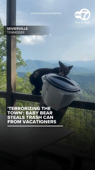 A baby bear left vacationers stunned after it stole a trash can from their cabin in Sevierville, Tennessee, on Aug. 15. Video shows the cub carrying the bin along the balcony railing before climbing down and dragging it into the woods. Dottie Staxx, who took the video, said the bear was shy at first but came closer to the cabin when it smelled her group’s breakfast food. “At first I was scared of it, but the bear was not aggressive and only wanted food,” she said. In the video, a voice comments that the bear is part of a family “out terrorizing the town.”