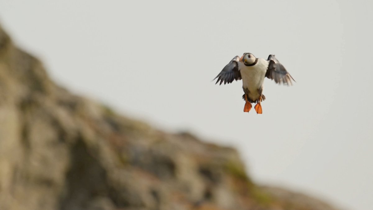 WATCH: These puffins know how to stick a landing! Learn about these seabirds with our Marine Life Encyclopedia: