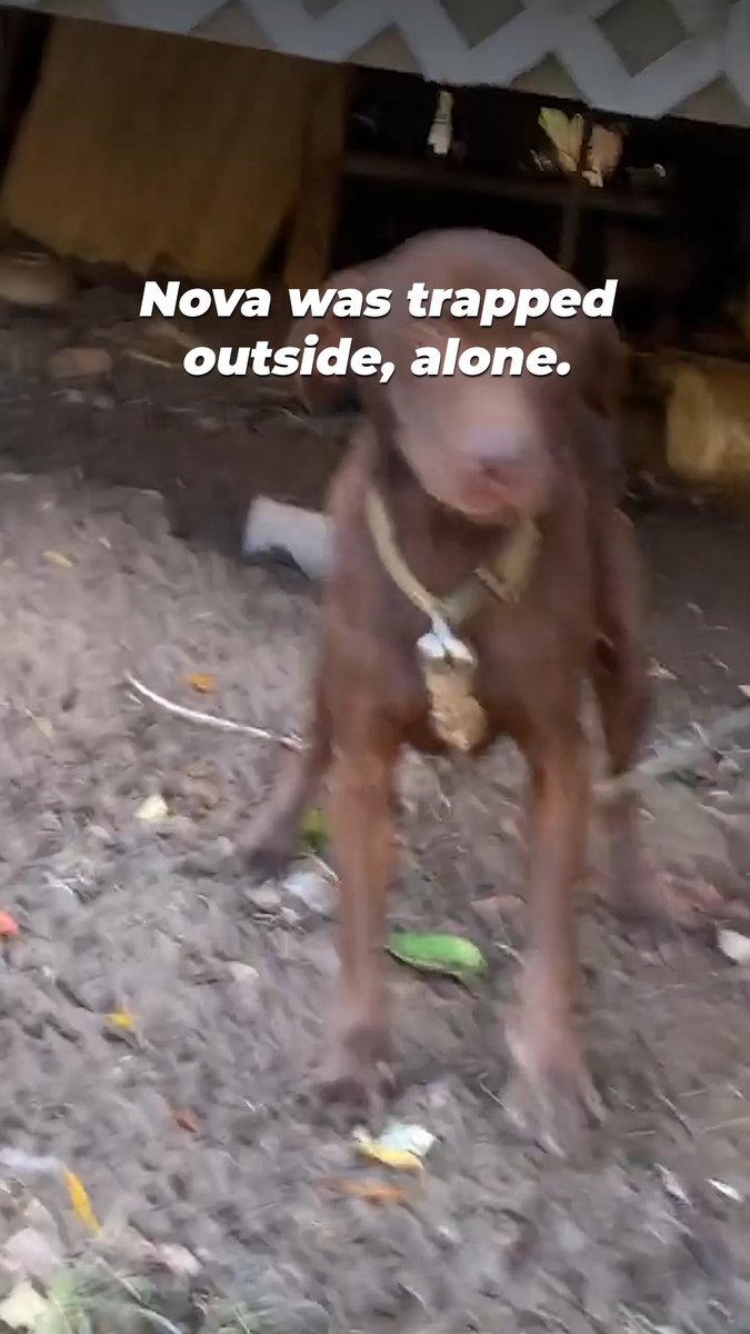Her chain was so tangled she couldn’t even reach her food, and no one noticed 💔 Until PETA did. We’ll keep showing up for Nova and dogs like her until they’re brought inside, where they belong 🐶🏠