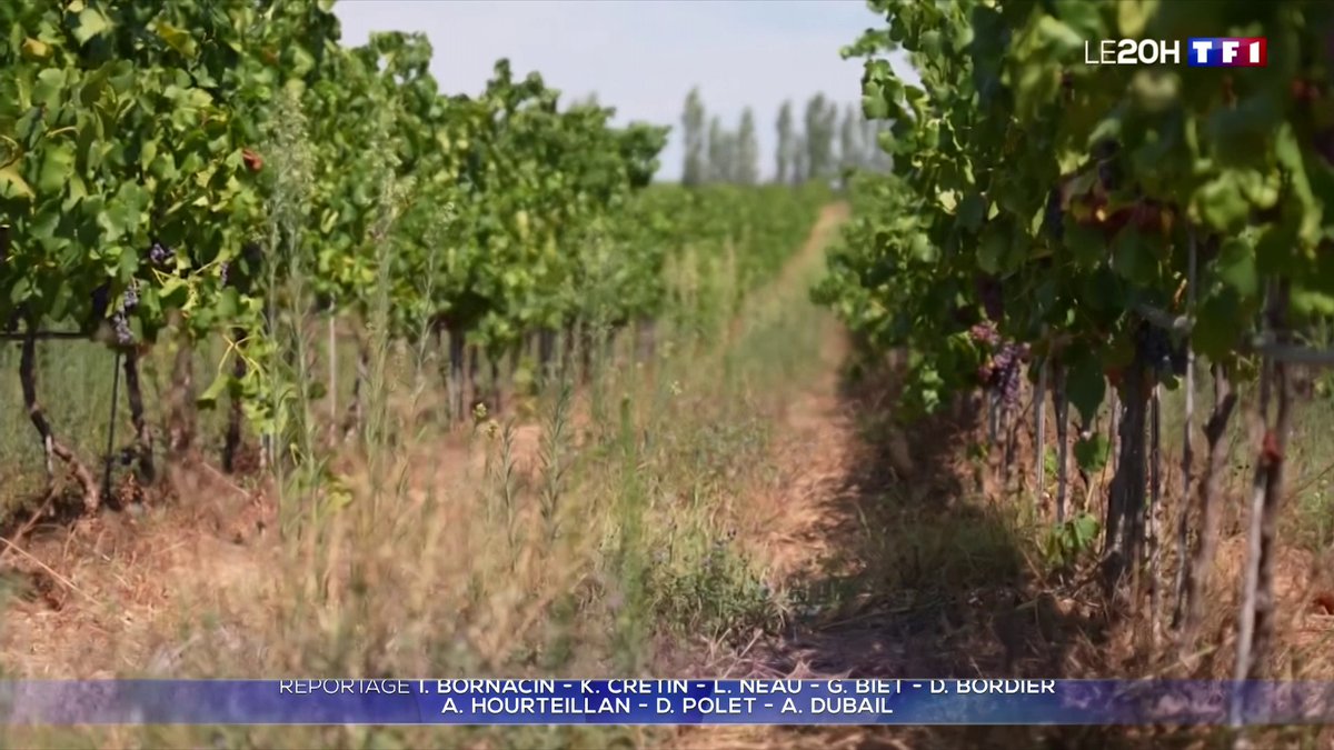 🔴 Gard : un corps retrouvé calciné dans les vignes La famille de Sonia Bellina en est convaincu : il s'agit du corps de l'influenceuse âgée de 29 ans, portée disparue depuis le 12 août 📺 #LE20H de TF1 présenté par Jean-Baptiste Boursier