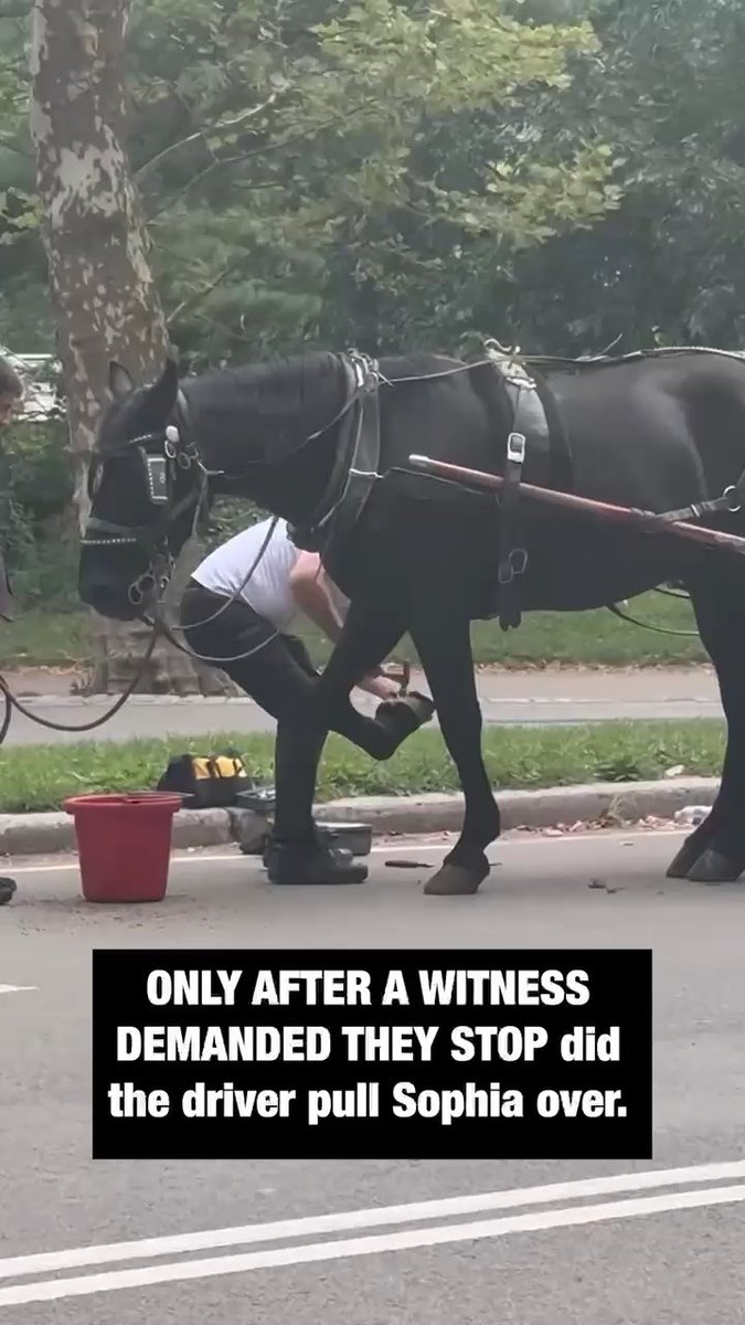 Meet Sophia, a 22-year-old, geriatric horse. In December 2025, at the first-ever independent exam of NYC's carriage horses, Dr. Kraig Kulikowski found her unfit for work. She was found to be in pain, with apparent leg issues. Seven months later, Sophia was spotted limping in Central Park, barely able to walk, her horseshoe falling off. A witness had to step in and demand the driver pull over. She was pulling a carriage full of passengers, creating an incredibly dangerous situation. She could have collapsed, seriously injuring herself, the passengers, the driver, and others in Central Park. We fear Sophia is still being worked in this condition. That's not acceptable. So we're making a direct plea to her owner: retire Sophia. A sanctuary is ready and waiting for her, and we are prepared to help cover the costs. She's given enough. She deserves to rest. Please use the link in our bio to send an automatic email urging your City Council Member to co-sponsor and pass Romanch’s Law (Intro 943) and ban deadly horse carriages.