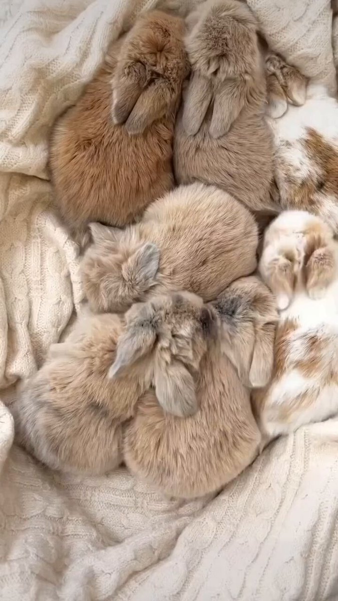 Beautiful bunnies