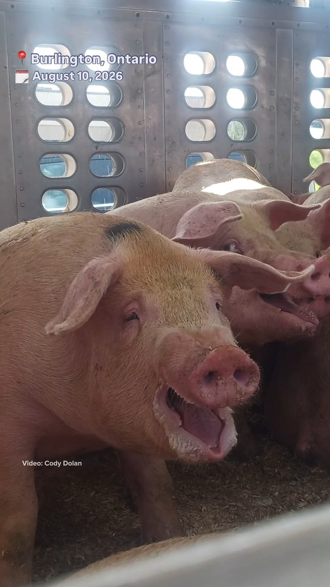 Canada allows farmed animals to suffer in transit 💔 Animals are deprived of food, water, & rest for long journeys, up to 36hrs for some species, & subjected to extreme heat & cold. Canada's weak transport rules leave animals without basic protections—& industry pressure helps keep it that way.