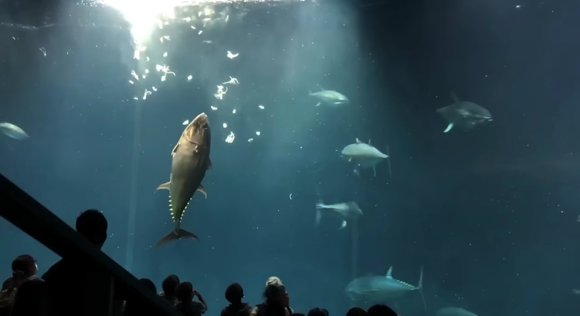 マグロさん 餌付けショーで突然天国に… 子供が泣くやつ。