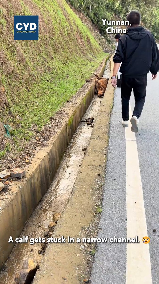 A calf gets stuck in a narrow channel. But luckily, two kindhearted passersby saves him with joint efforts. The calf looks back to his saviors and go away after struggling to his feet.☺️ Source：Xiangxiang(Douyin)