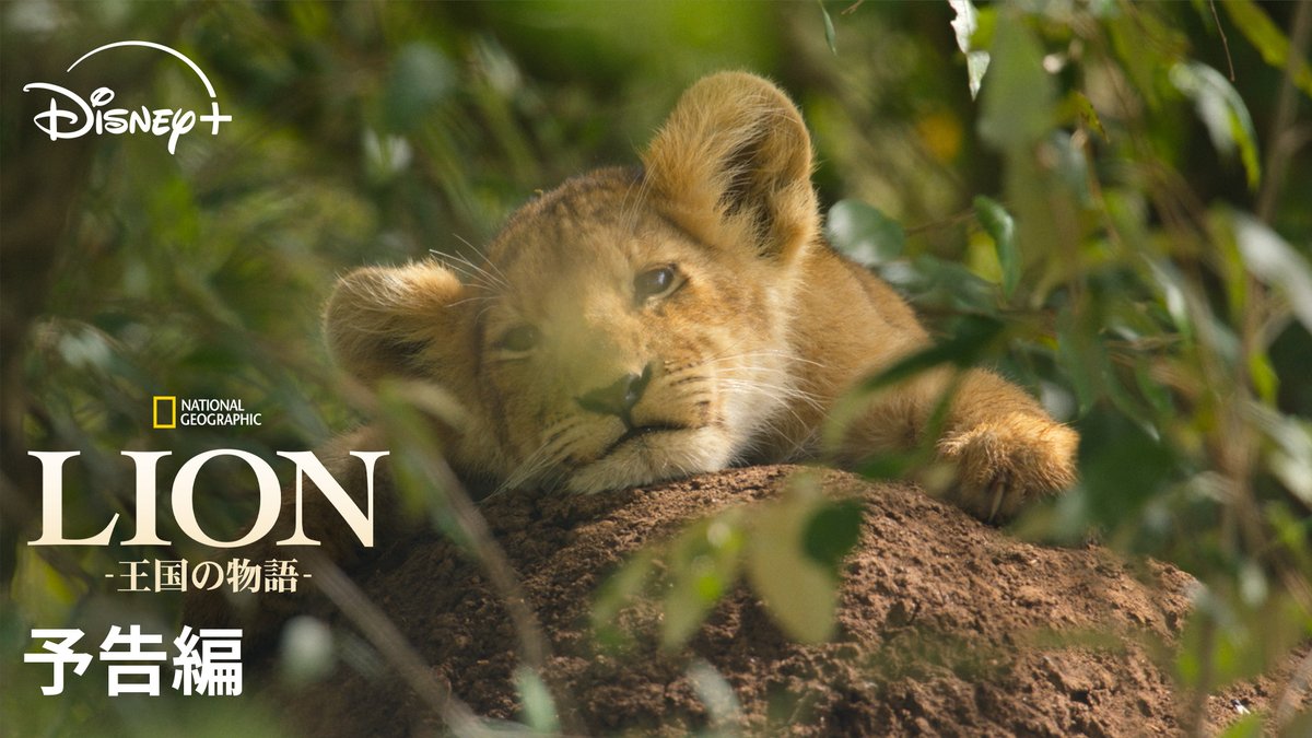\予告編解禁🦁/ #ナショジオ 新作 🆕『LION -王国の物語-』 ⠀ 自然史ドキュメンタリー史上 最長撮影日数【1400日】🎥 ⠀ 『#ライオンキング』ジョン・ファヴロー ×音楽ハンス・ジマー 至高の映像美で紡ぎだす、 “王の誕生”を追った壮大な物語✨ #ディズニープラス で 8/20(木)独占配信開始🐾
