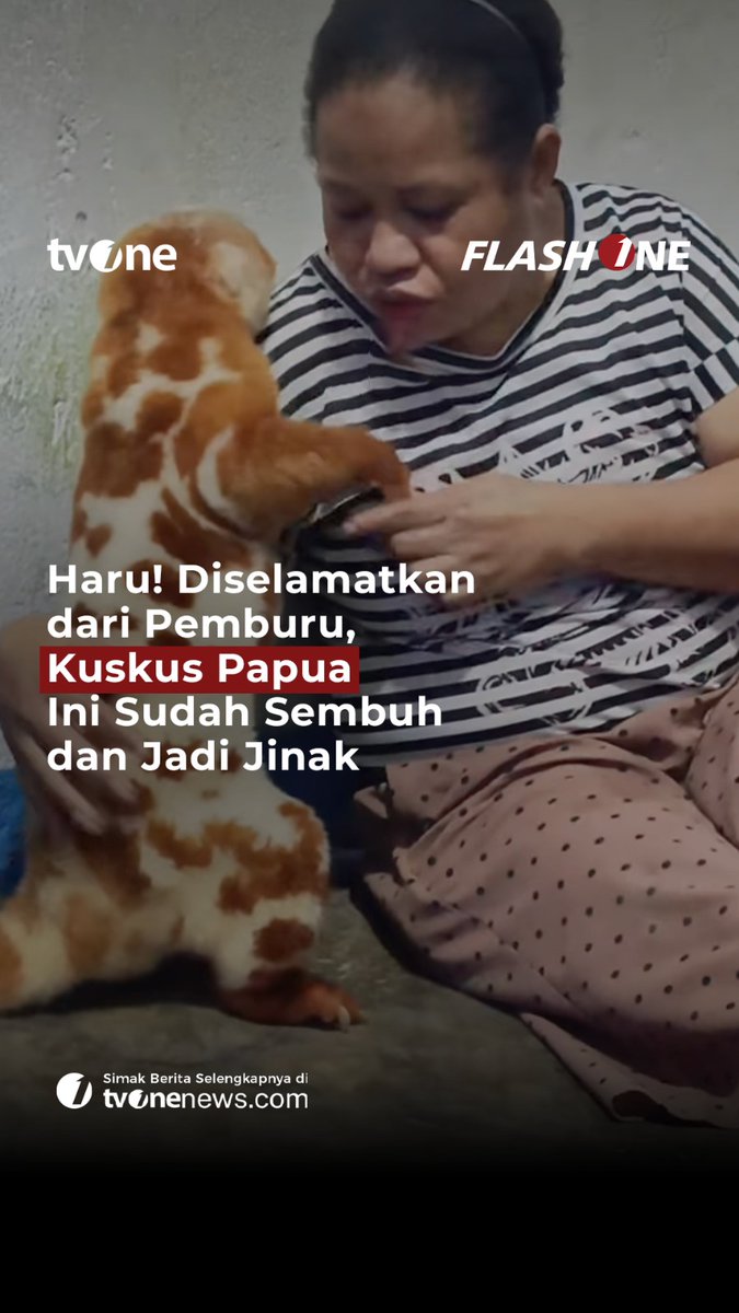 Setelah sembuh, satwa tersebut justru menjadi jinak dan dekat dengan orang yang menyelamatkannya. Selengkapnya di video berikut ini! #ForYourInformation #CariBeritaditvOne #KuskusPapua #Papua #HewanDilindungi #FYI02 #IA22