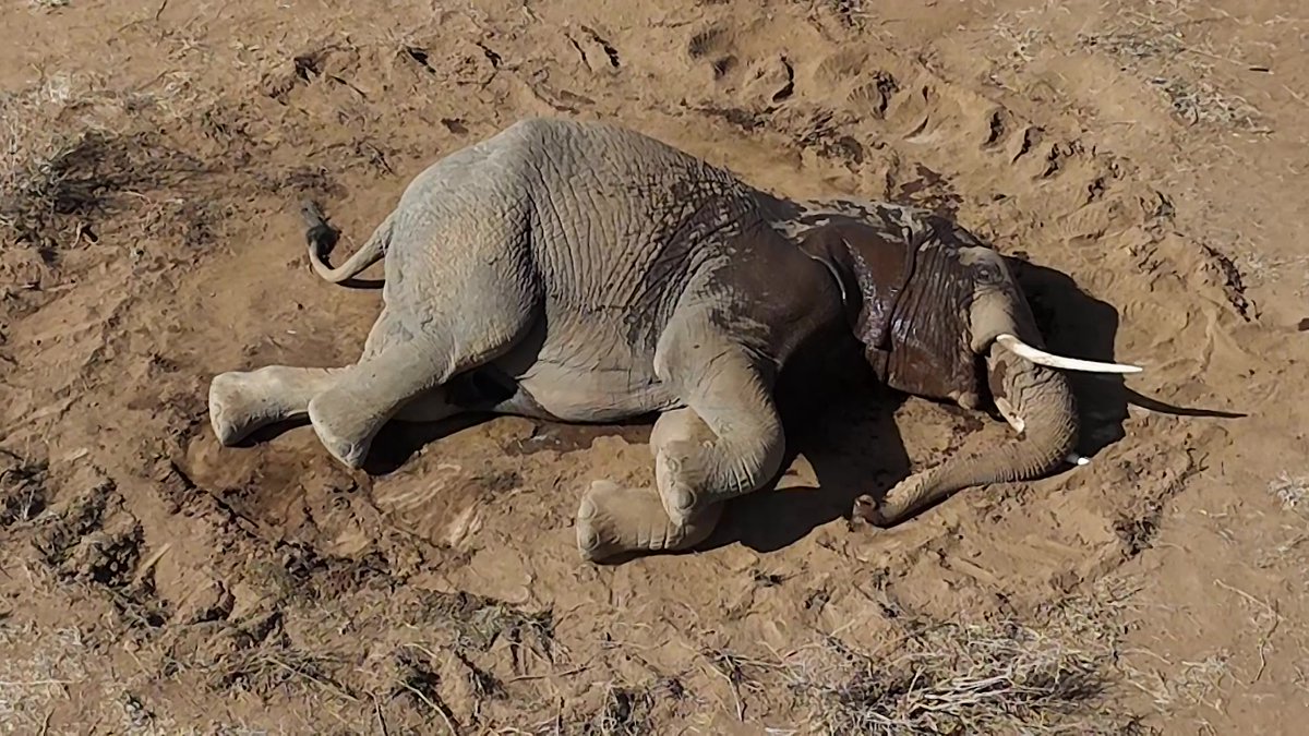 🇰🇪 🐘 Mystery elephant deaths raise alarm in Kenya A young male elephant lies on the ground, kicking up the dust in a futile attempt to stand. It is the latest victim of a mysterious ailment that has killed at least 20 elephants in southern Kenya since June.