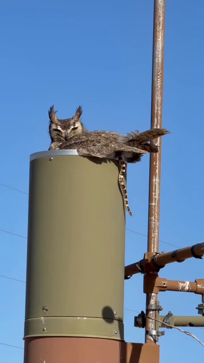 A great horned owl perched on a live snake at a water tower in Arizona.