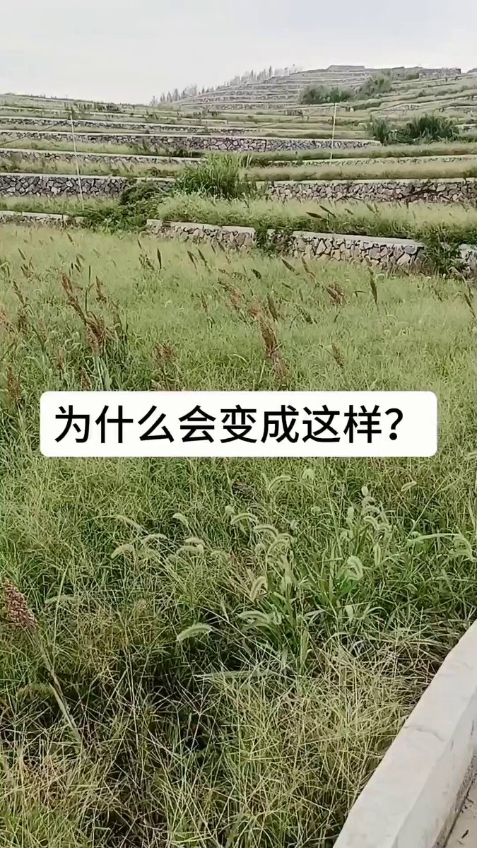 近期，有网友发视频展示当地“水稻上山”项目“高标准农田”建设成果。但该网友8月19日发布的视频显示，这些“高标准农田”根本没有种植，现已荒草丛生。 “水稻上山”项目，最早由中国工程院院士朱有勇团队于2015年提出，2022年在云南山区大面积推广超过50万亩。 随着各基层落实粮食安全与耕地保护政策，“水稻上山”一词在 2023 年前后一度成为社会热议话题，不少地方争相效仿上马类似项目。但也批评意见称其破坏山地生态环境。