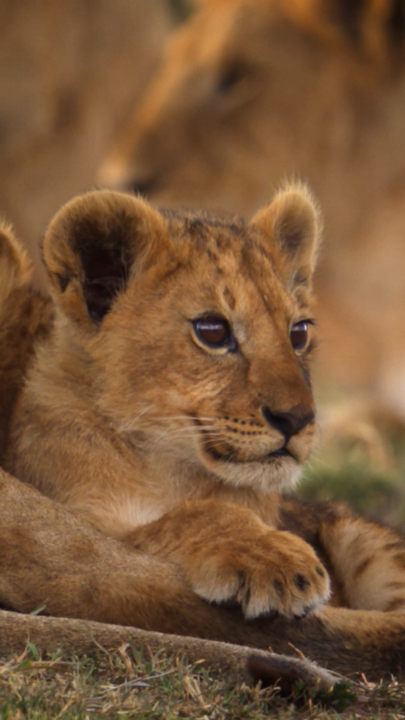At just eight weeks old, Kio is ready to take his first steps into the big wide world, but he won't be going alone 💛 #NatGeoLION premieres Wednesday, August 19, at 9/8c on National Geographic. Streaming on Disney+ and Hulu.