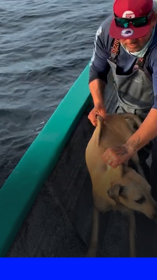 Mexique: des pêcheurs sauvent un chien perdu au milieu de l'océan