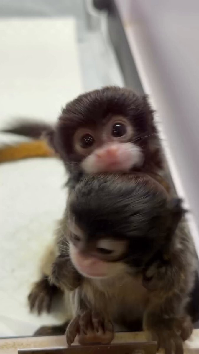 Baby Tamarin monkeys..🐒🐒😍