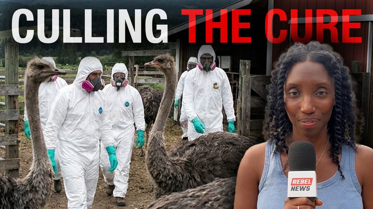 ‘Culling The Cure’: Documentary on Canada’s mass ostrich slaughter to premiere in Kelowna The wait is almost over. The premiere of Culling The Cure: The Aftermath of Canada’s Ostrich Slaughter is coming to Kelowna, B.C., on Friday, September 18 and today, we’re giving you your first look at the official trailer. For weeks, I was embedded at Universal Ostrich Farms in Edgewood, B.C., documenting the farmers’ battle with the Canadian Food Inspection Agency through arrests, roadblocks, legal conflicts, and vigils — and now the truth will prevail. The farmers' fight to save their healthy flock came to a brutal end on November 6, 2025, when federally contracted marksmen killed more than 300 healthy ostriches in the name of avian flu prevention. Now, after months of putting together the footage, interviews and unanswered questions surrounding what happened on that farm during Canada’s most controversial and costly cull, Canadians will finally get to see the full story on the big screen. Culling The Cure is produced by myself and brought to you by Rebel News in association with In the Furnace Films. The world premiere kicks off Friday, September 18 in Kelowna. Doors open at 5:30 p.m., the film begins at 6 p.m., and I’ll stay after the credits for a live Q&A with the audience. Tickets are $30, seating is limited, and this will be the first public screening of Culling The Cure anywhere in the world. RESERVE YOUR SEATS FOR THE WORLD PREMIERE! And Kelowna is only the beginning. Culling The Cure will be touring other cities and provinces across Canada, so if you don’t see your city yet, sign up to be notified as new screening dates are announced. Watch the trailer, share it with your friends and family, and get your tickets before they’re gone. I’ll see you there! REPORT by Drea Humphrey: